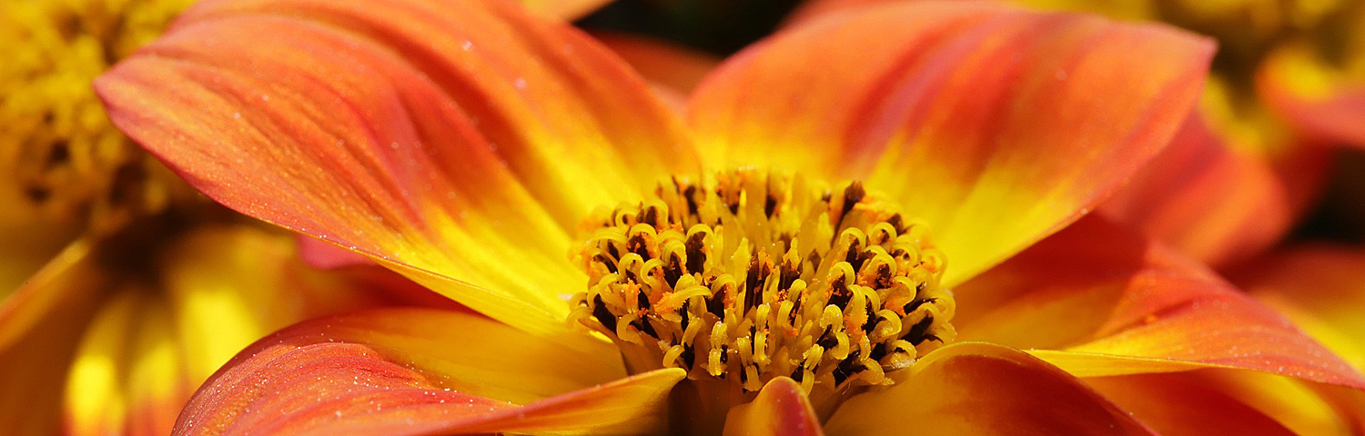 GAZANIA MIX