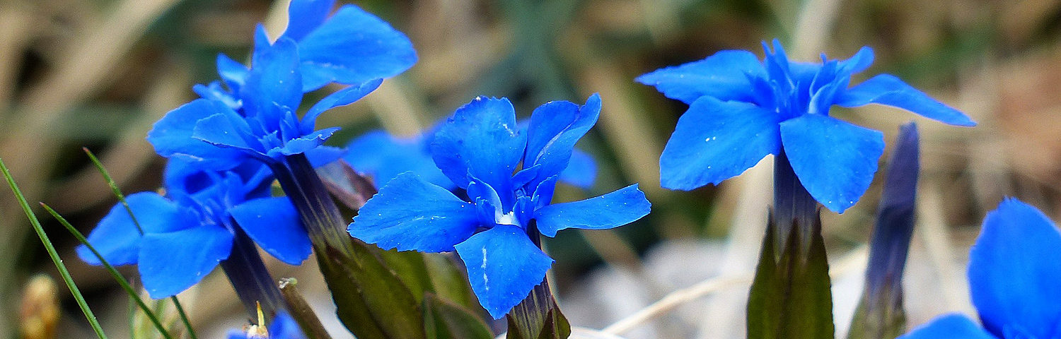 GENTIANA