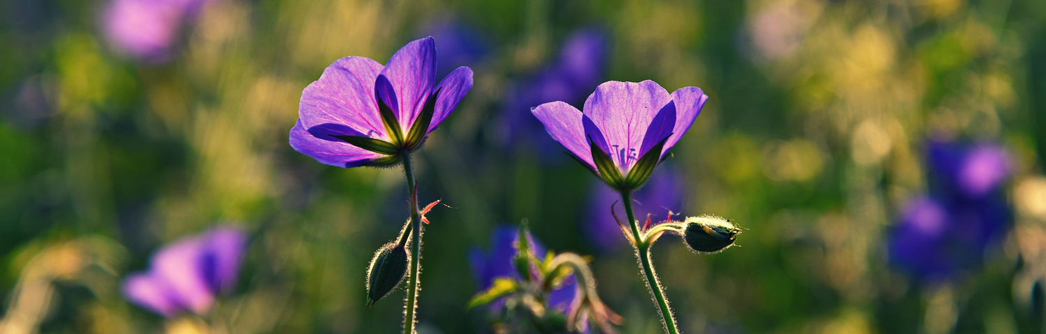 CRANESBILL