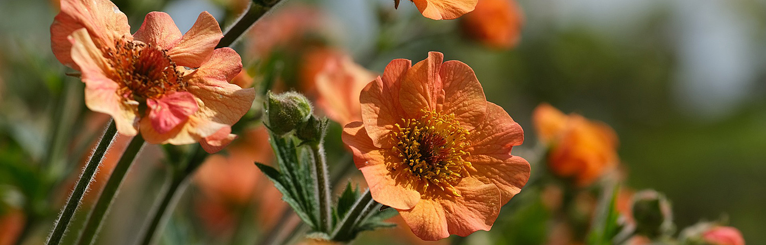 GEUM TEQUILA SUNRISE