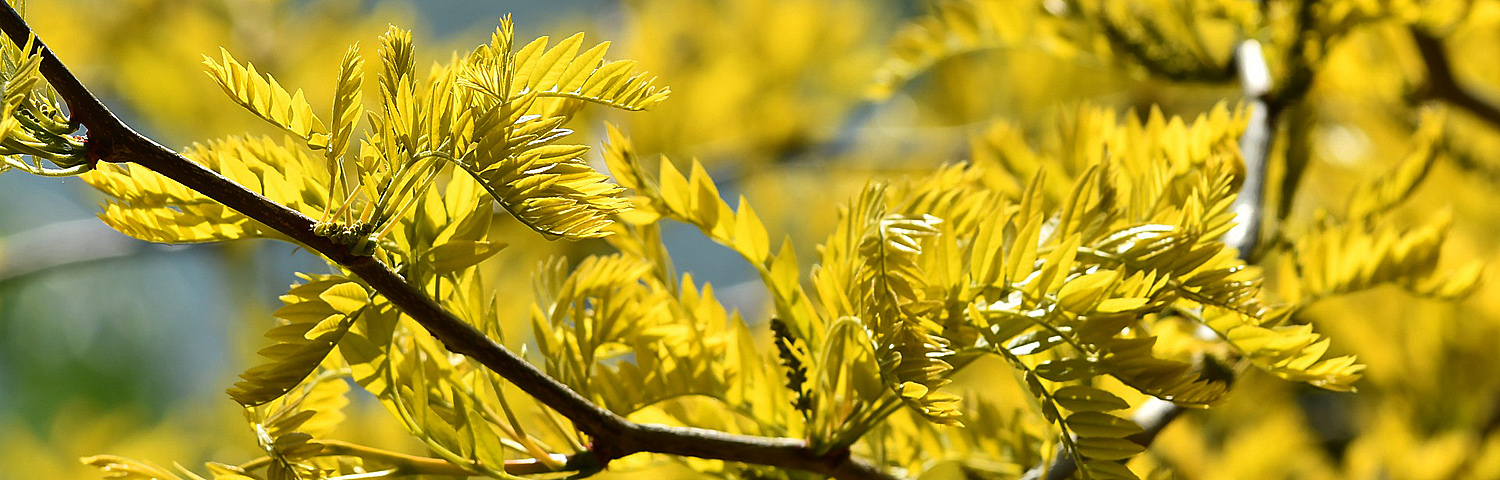 GLEDITSIA TRI STREET KEEPER