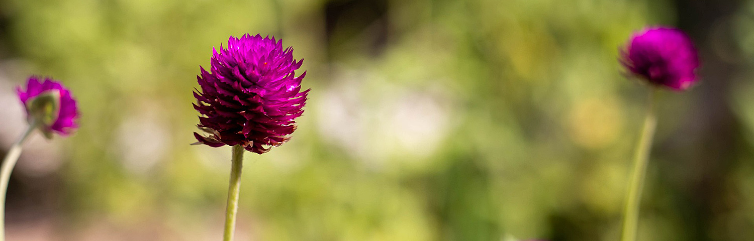 GOMPHRENA