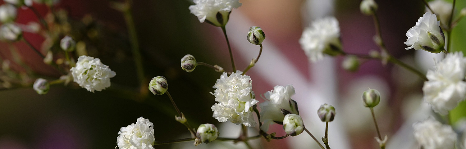 GYPSOPHILA PAN FESTIVAL STAR