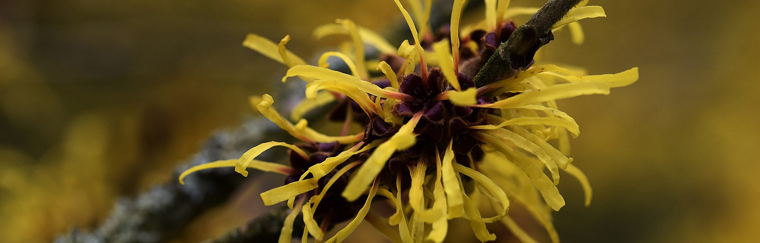 HAMAMELIS