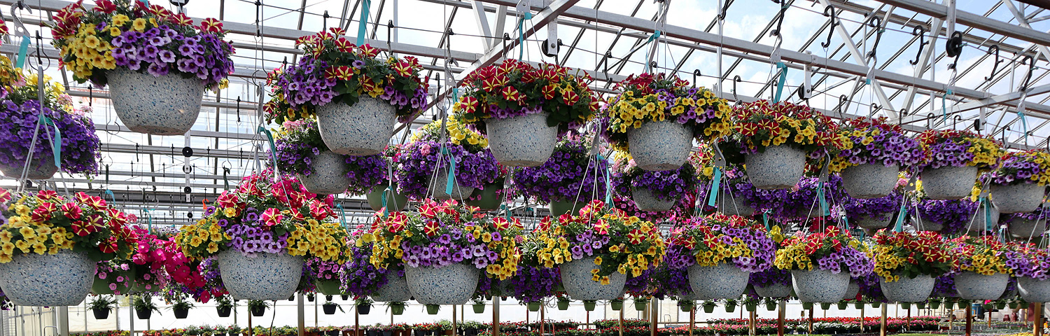 HANGING BASKET