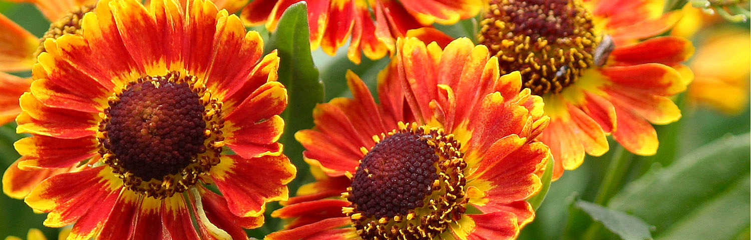 HELENIUM AUT SIESTA