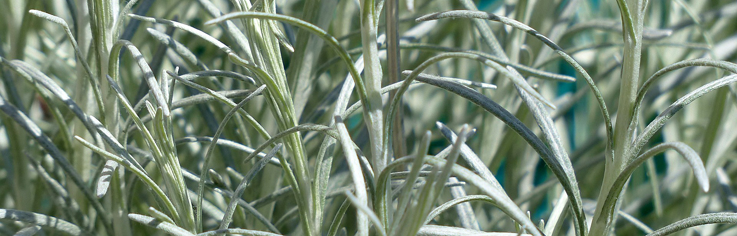 LICORICE PLANT