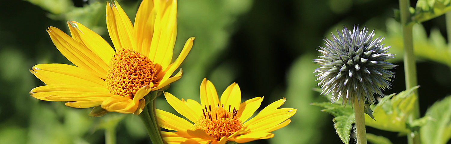 HELIOPSIS TUSCAN GOLD