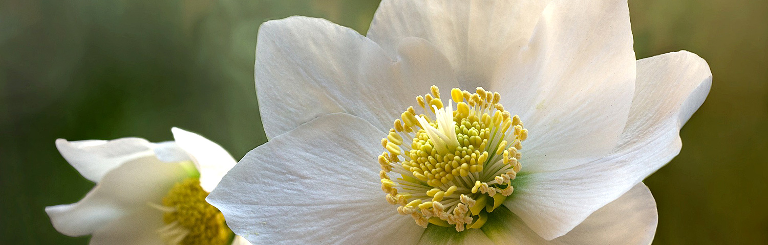 HELLEBORUS ICE N ROSES E ROSE