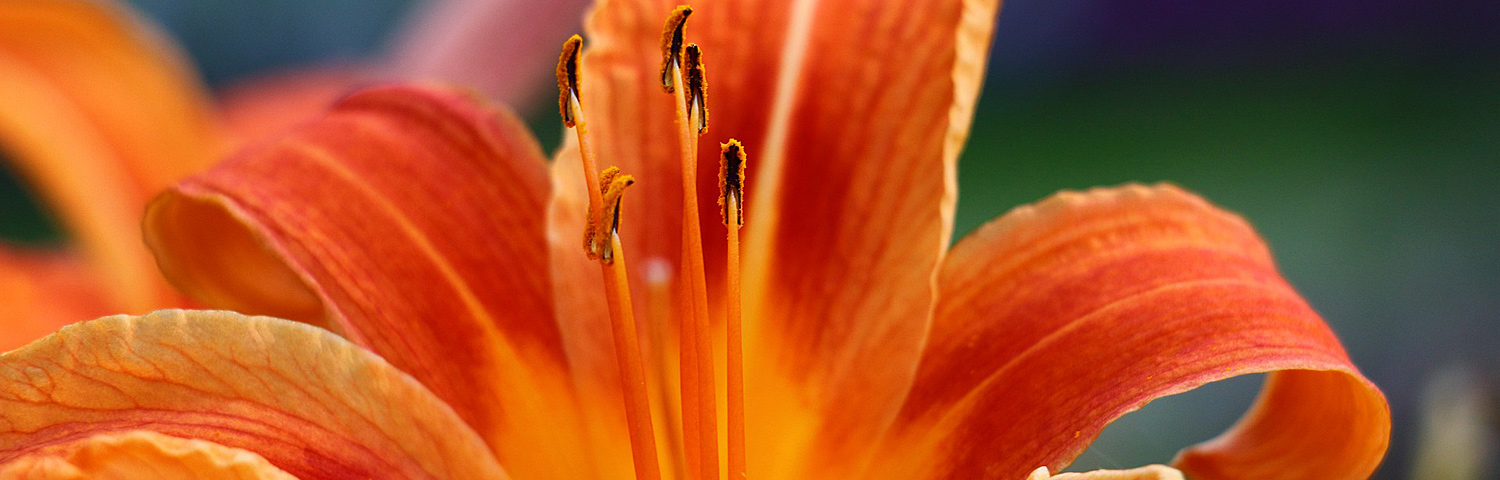 HEMEROCALLIS DOUBLE PARDON ME