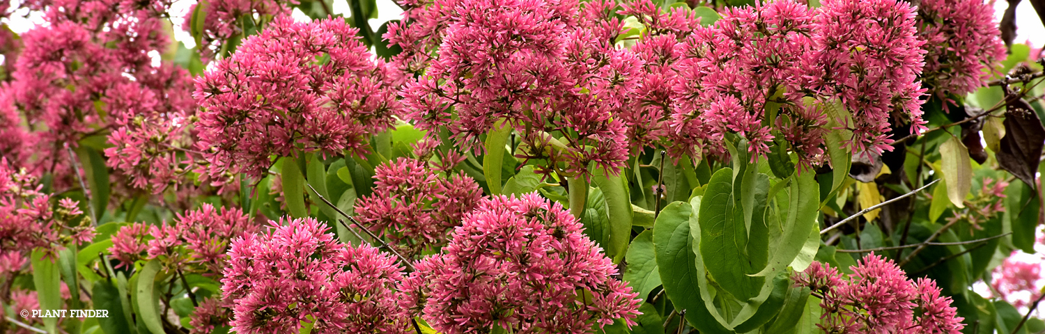 HEPTACODIUM TEMPLE OF BLOOM