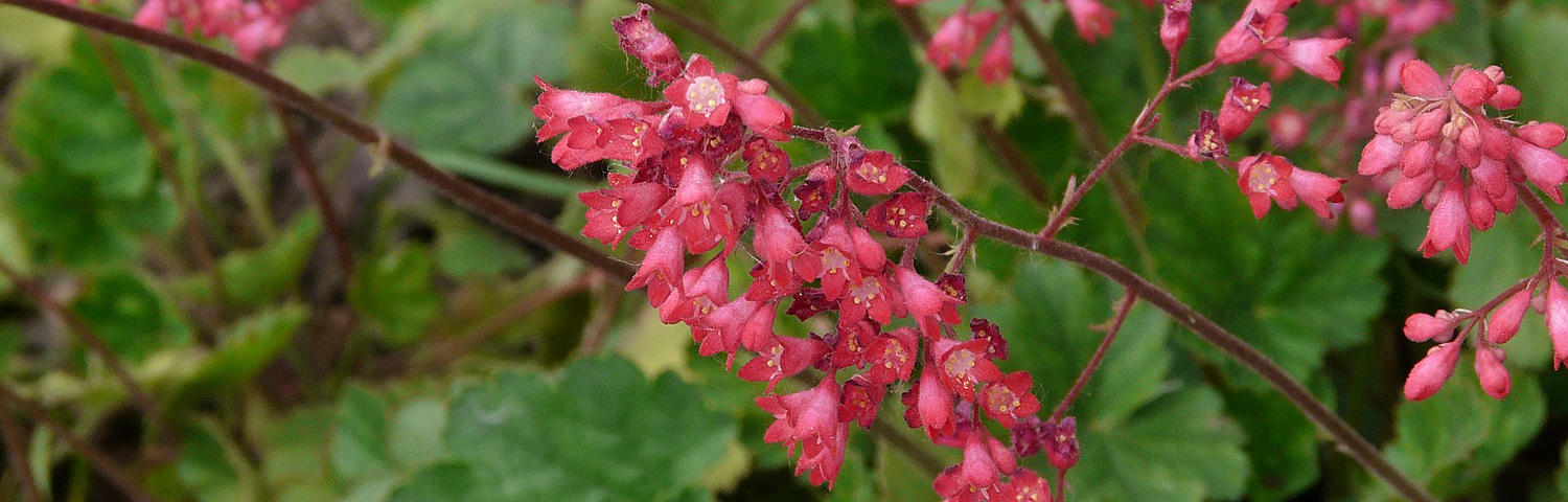 HEUCHERA TIMELESS NIGHT