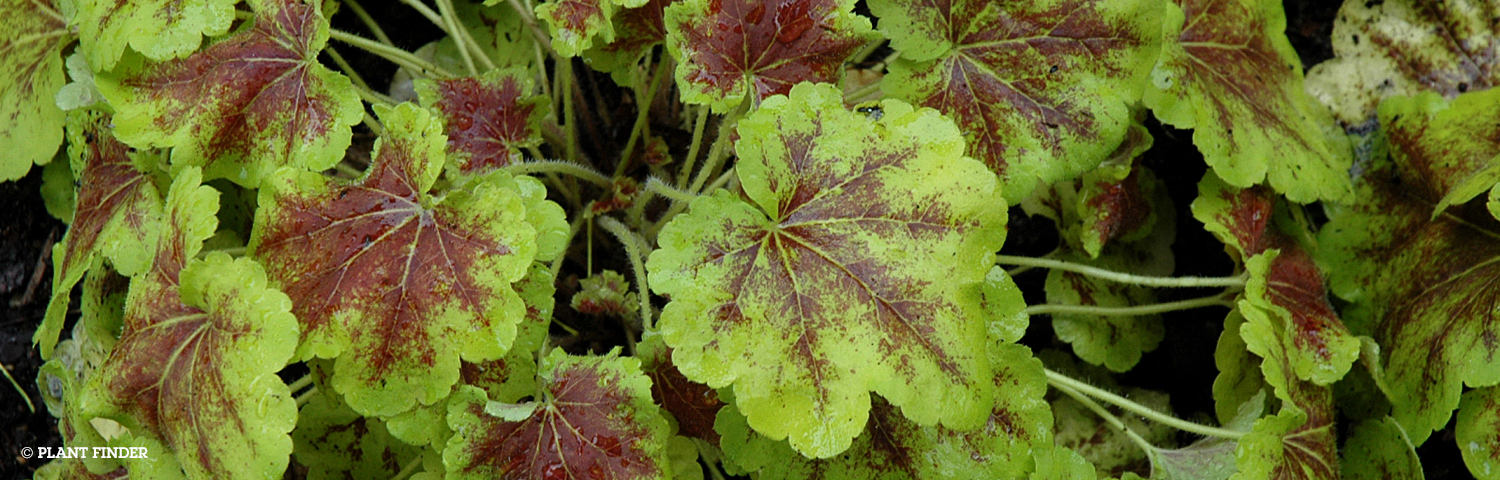 HEUCHERELLA