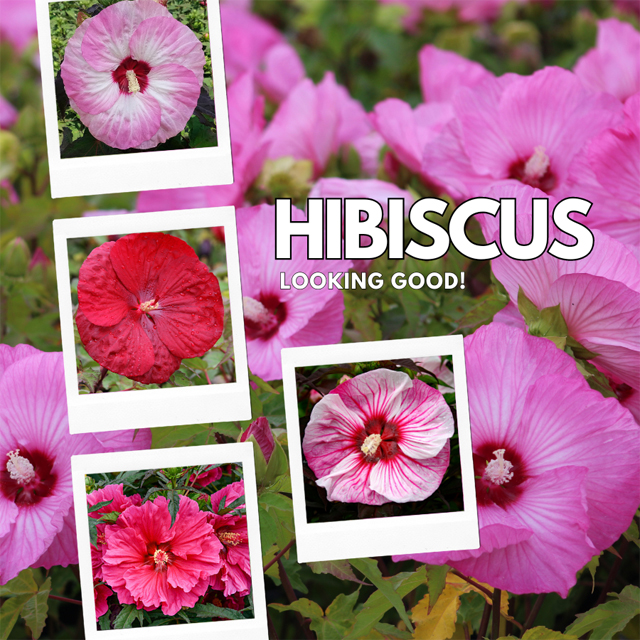 Hibiscus Released and looking Good!