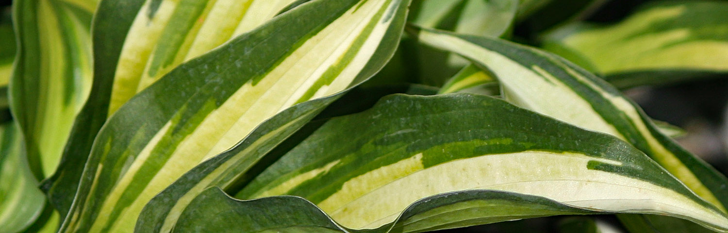 HOSTA AMAZONE