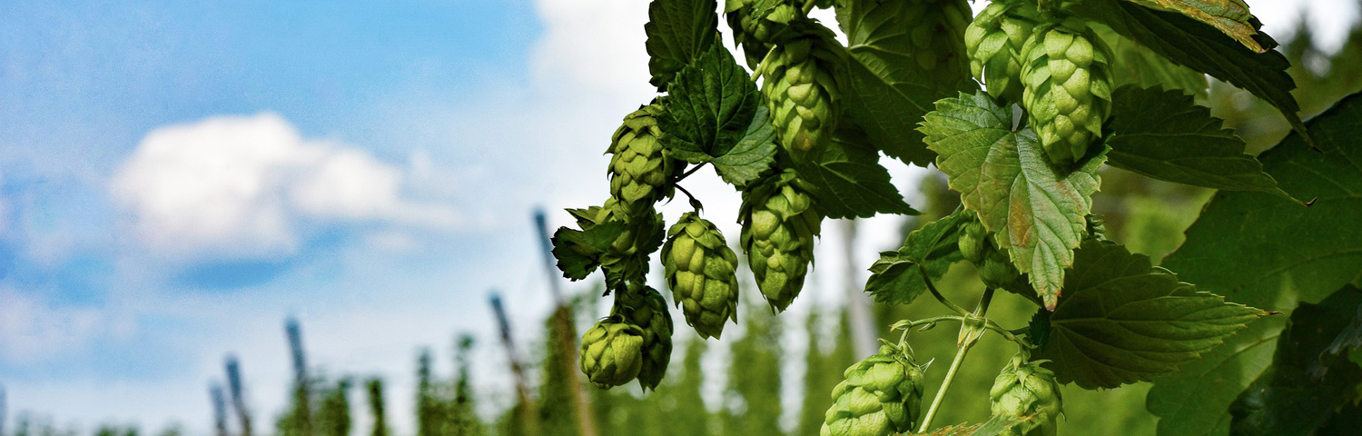 HUMULUS