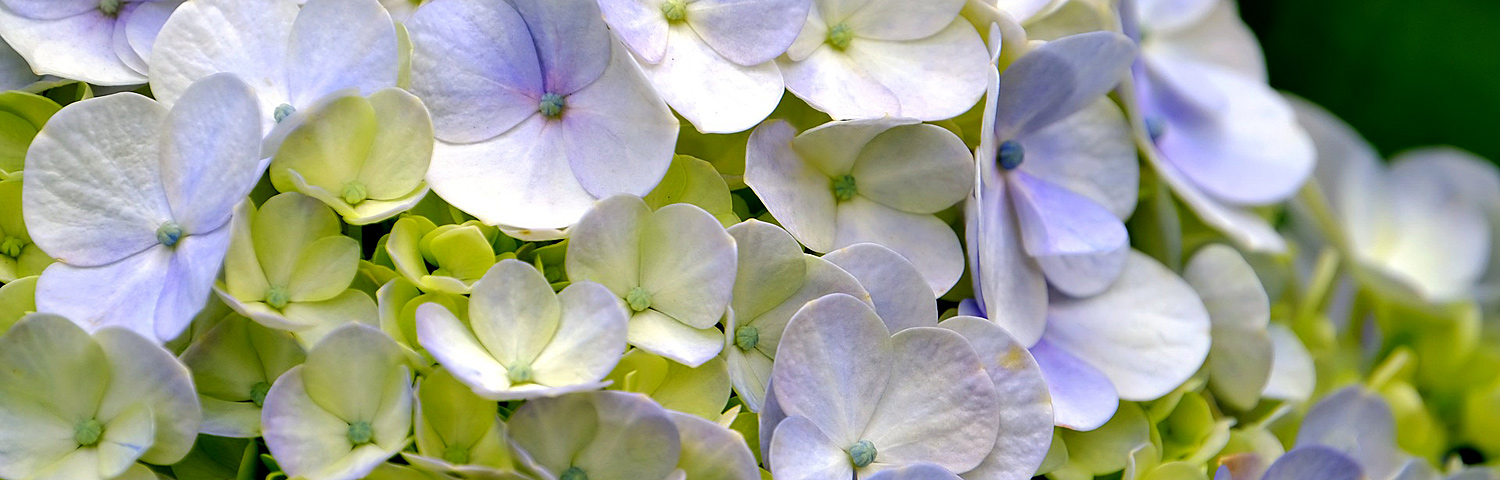 HYDRANGEA PAN VANILLA STRAWBRY