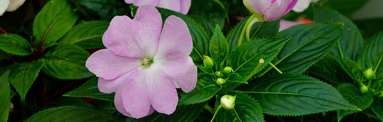 IMPATIENS