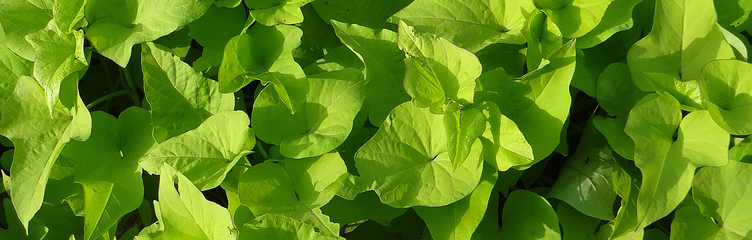 SWEET POTATO VINE