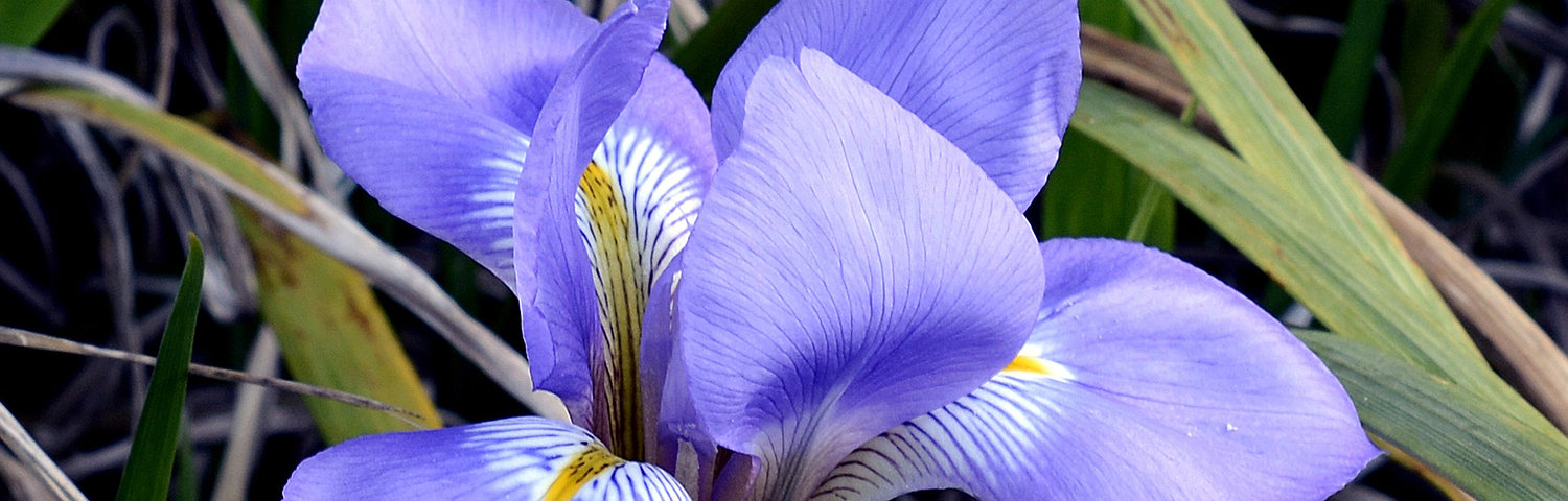 IRIS PALLIDA VARIEGATA