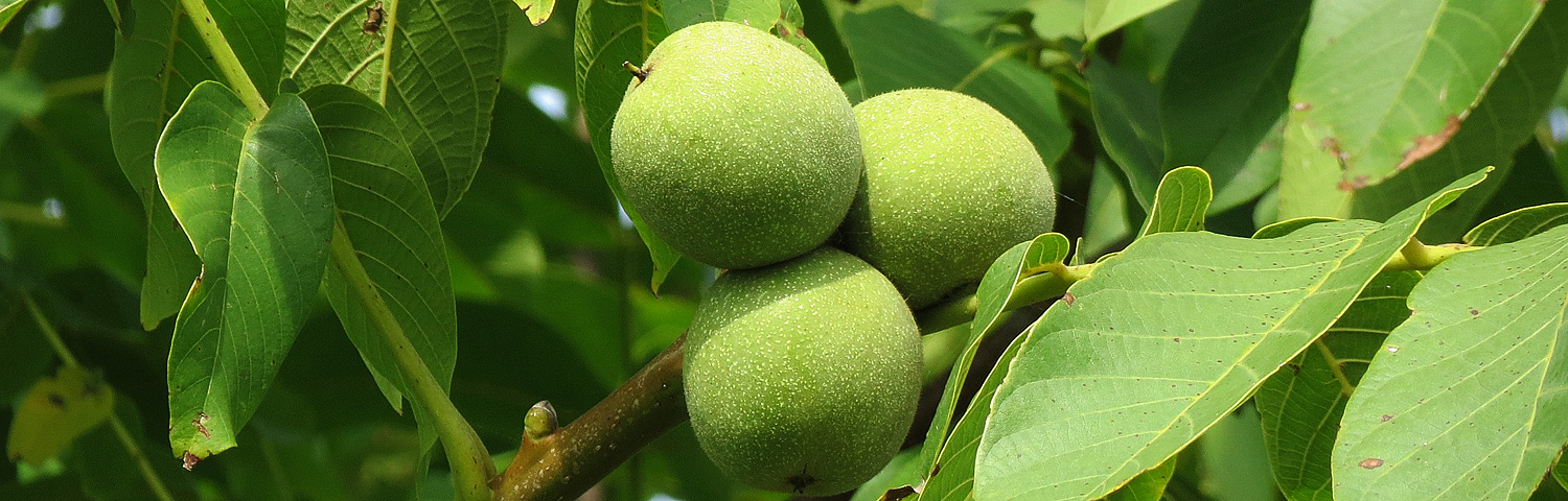 JUGLANS NIGRA