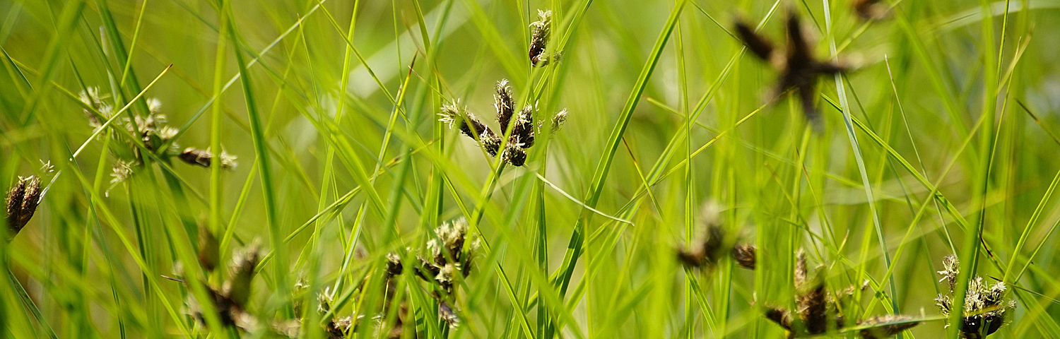 JUNCUS TWISTER