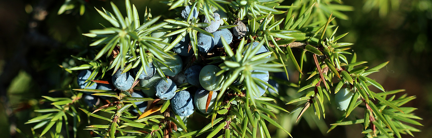 JUNIPERUS VIR GLAUCA