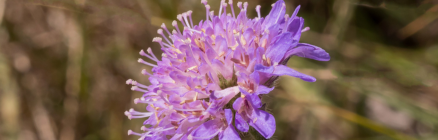 KNAUTIA