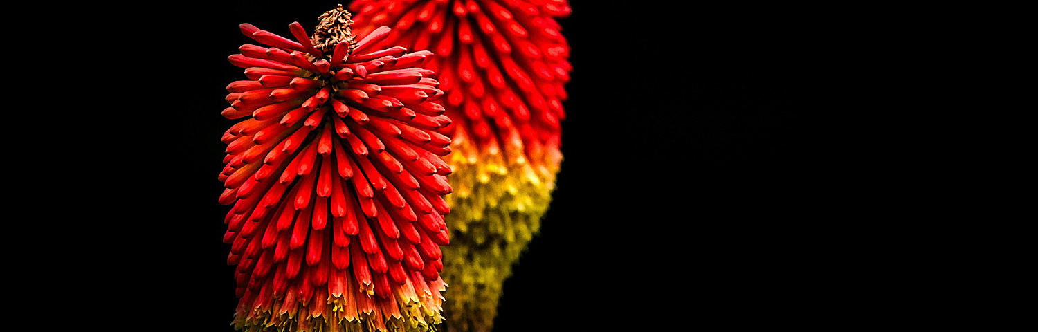 KNIPHOFIA FLAMENCO