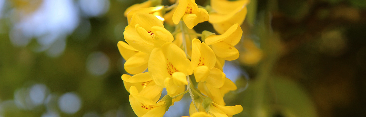 LABURNUM ANA COLUMNARIS