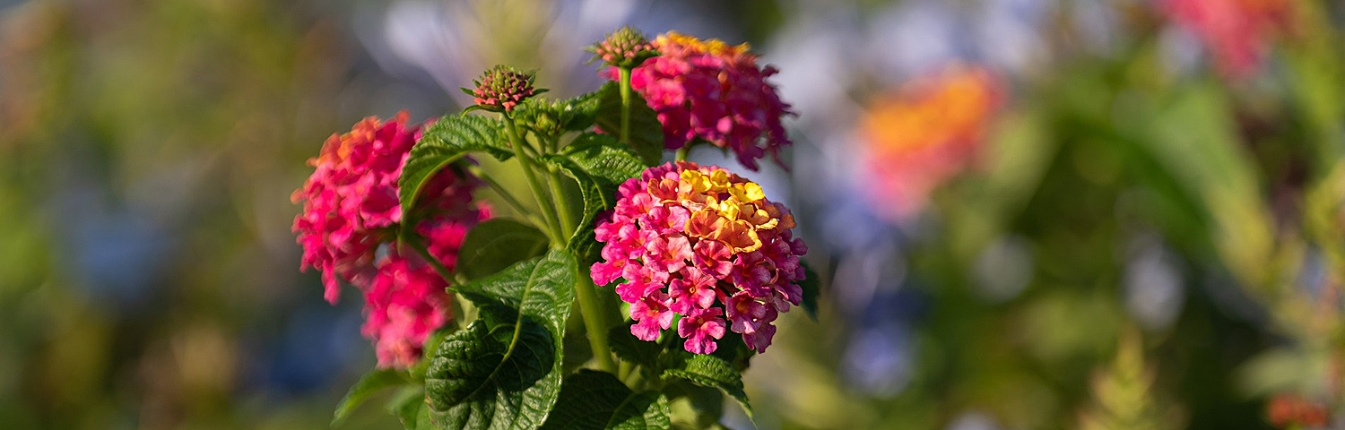 LANTANA PURPLE