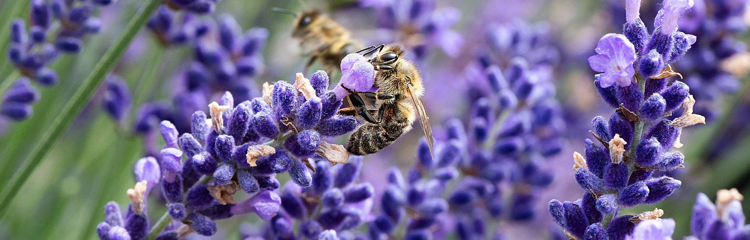 LAVANDULA ANG SWEET ROMANCE