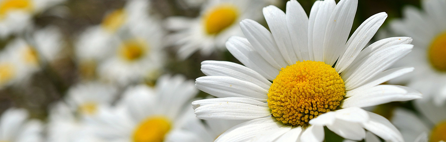 LEUCANTHEMUM