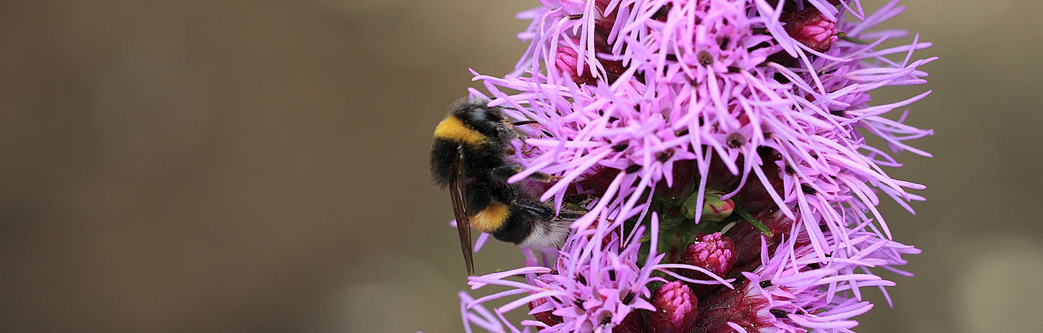 LIATRIS SPICATA