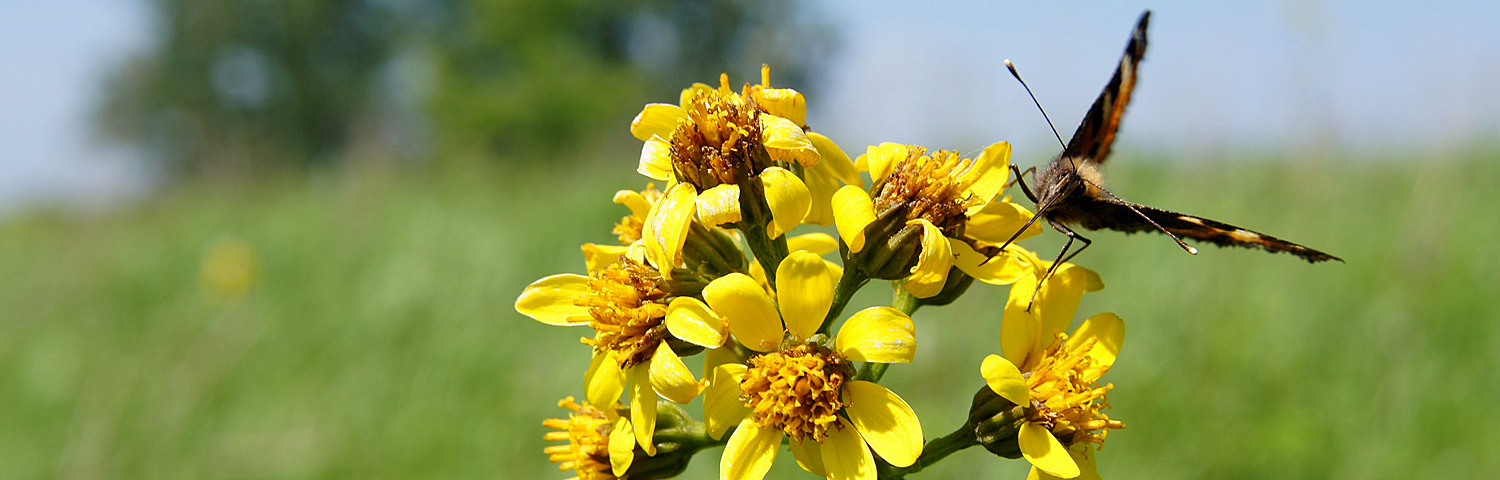 LIGULARIA