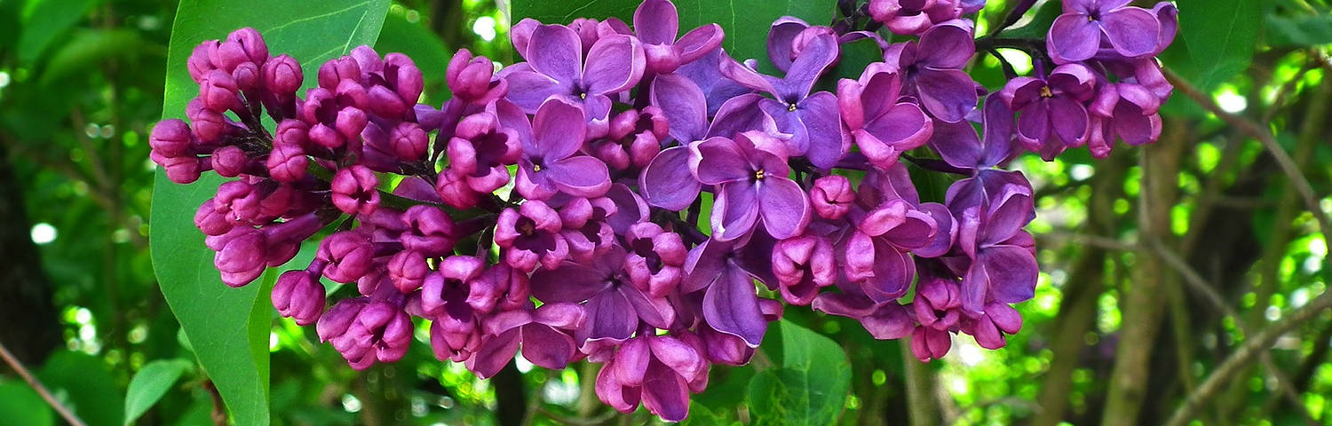 SYRINGA VUL ALBA