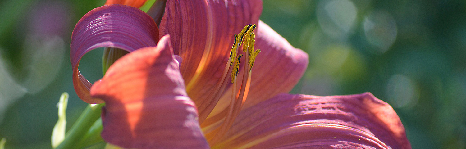 LILIUM ASI TINY NUGGET