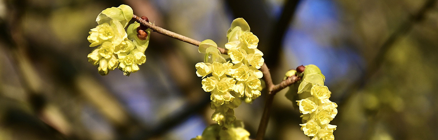 LINDERA BENZOIN