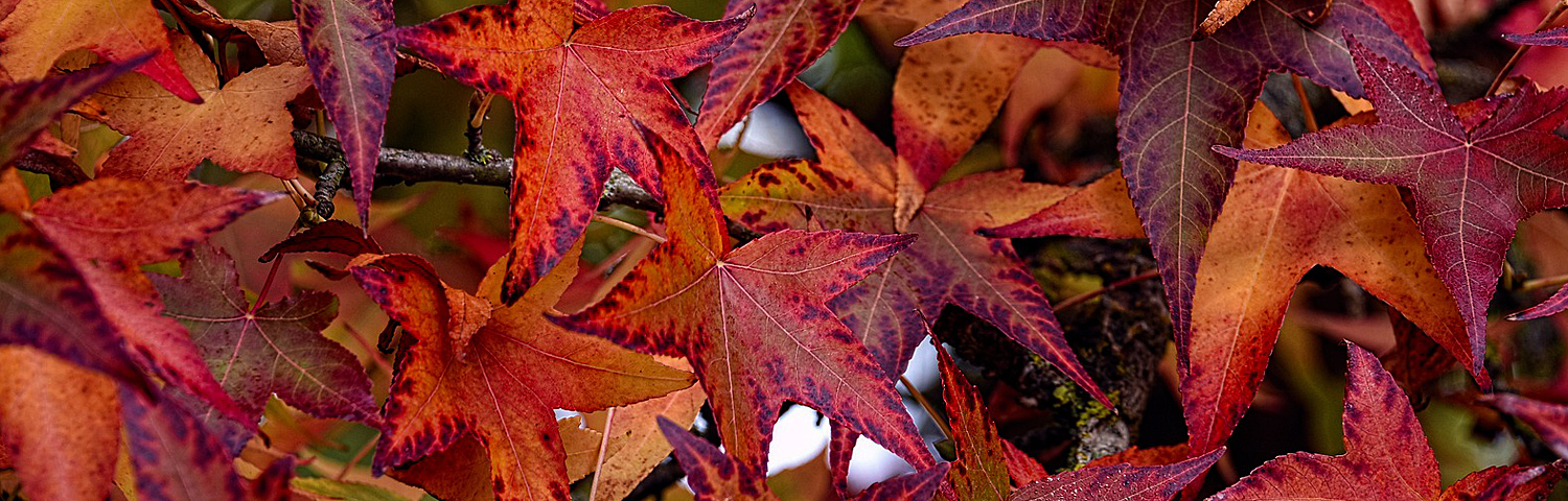 LIQUIDAMBAR STY MORAINE