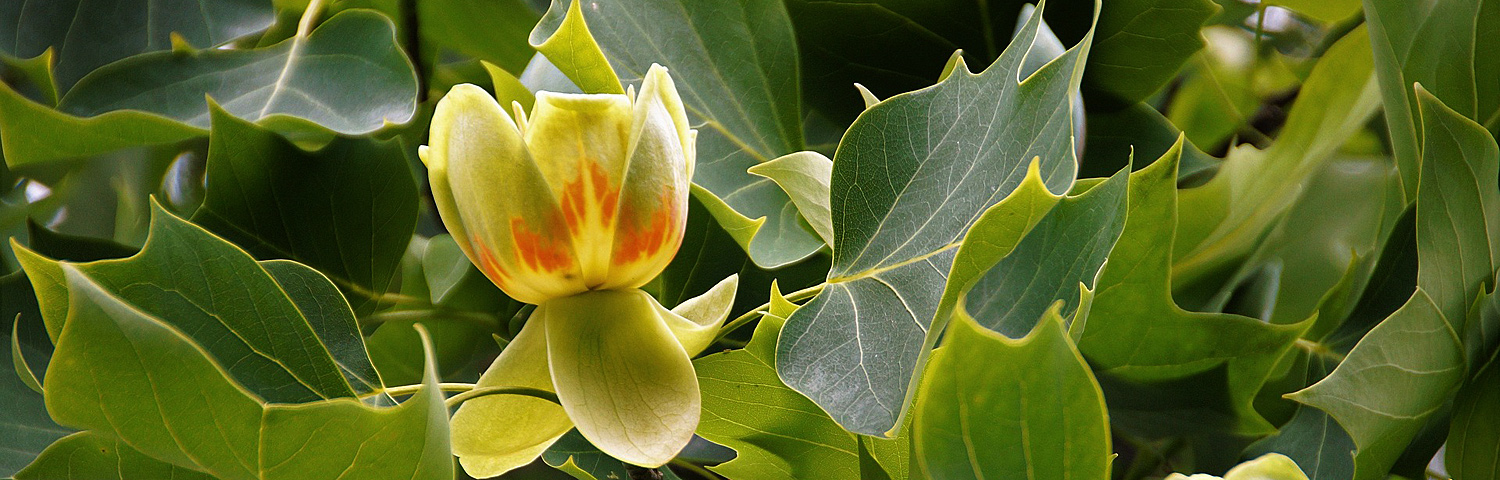 LIRIODENDRON