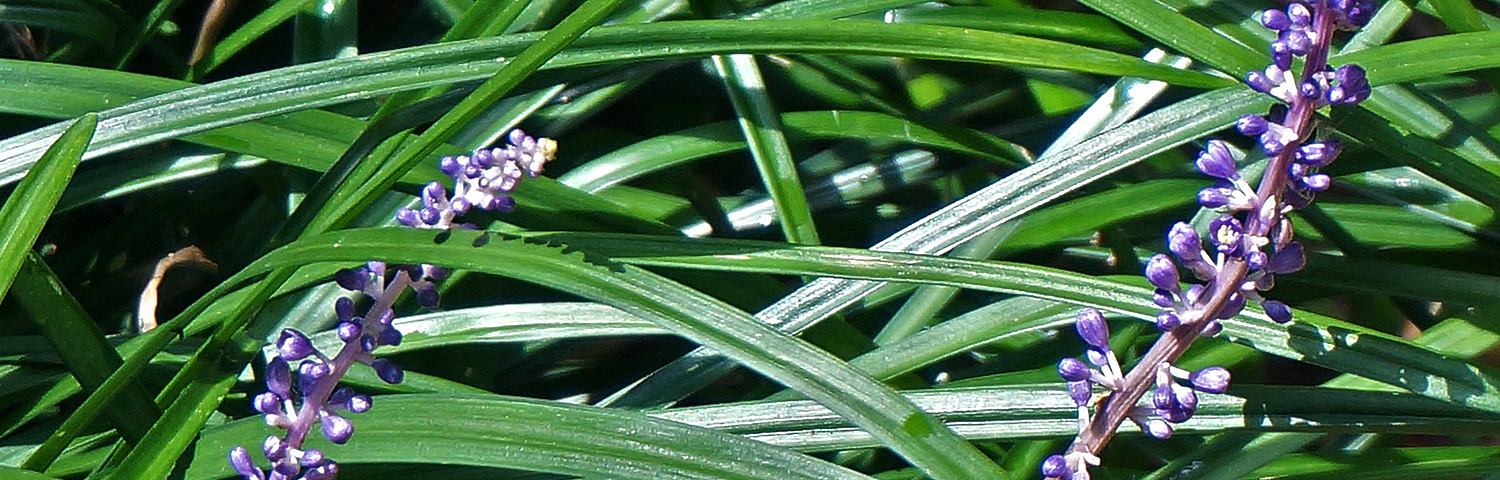 LIRIOPE MUS VARIEGATA