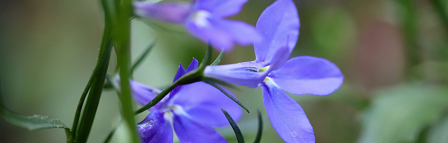 LOBELIA SCARLET BRONZE LEAF