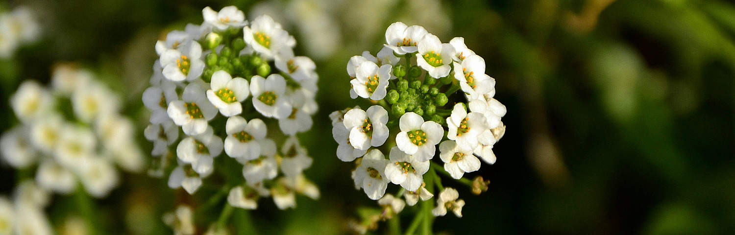 SWEET ALYSSUM