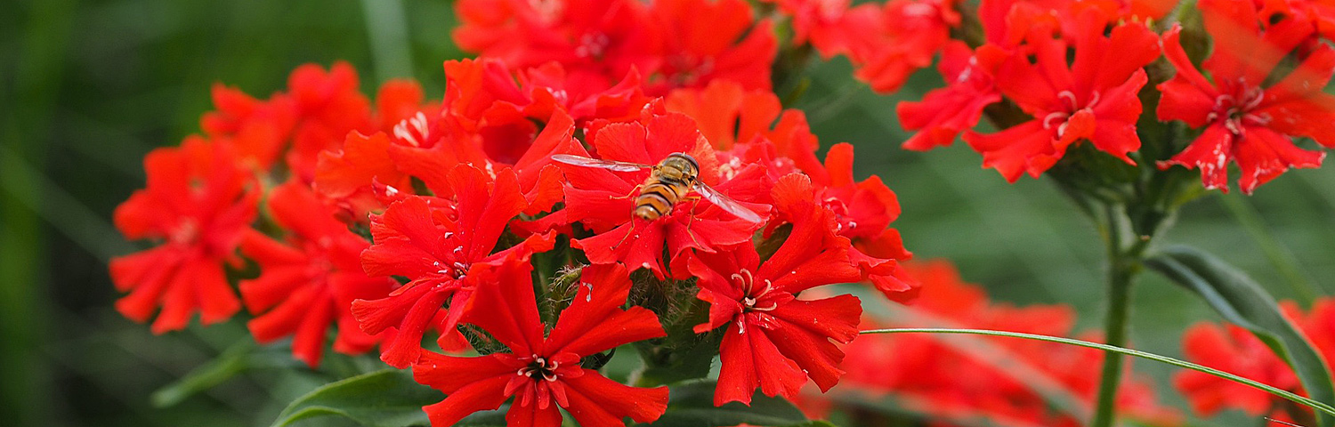 LYCHNIS