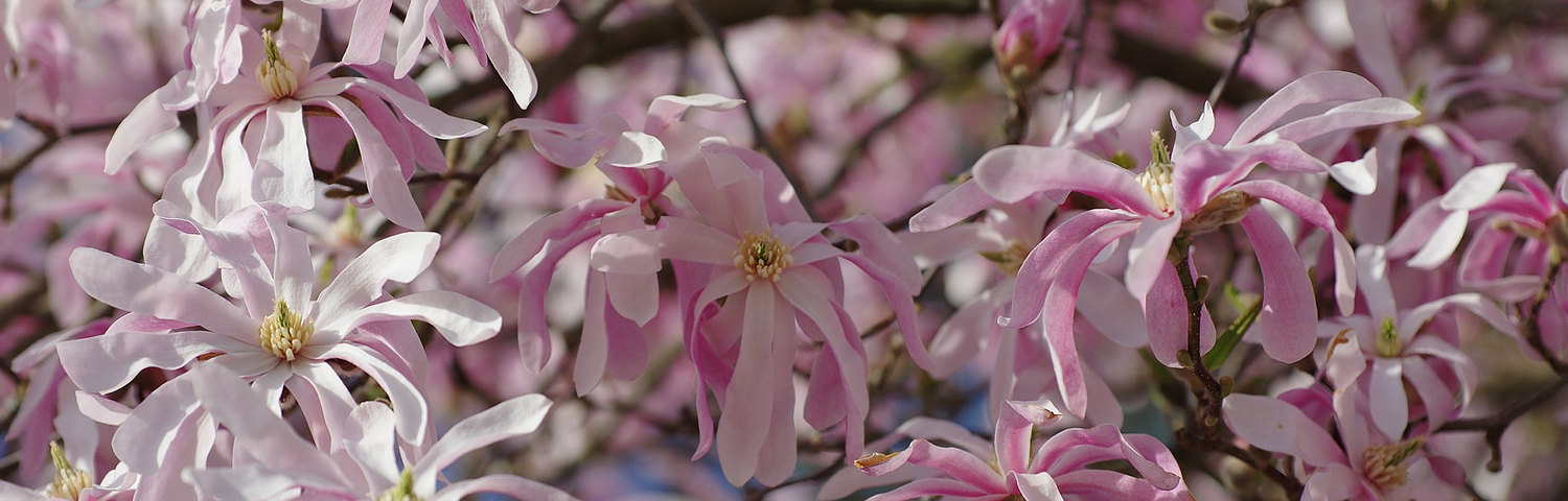 MAGNOLIA GOLDEN GALA