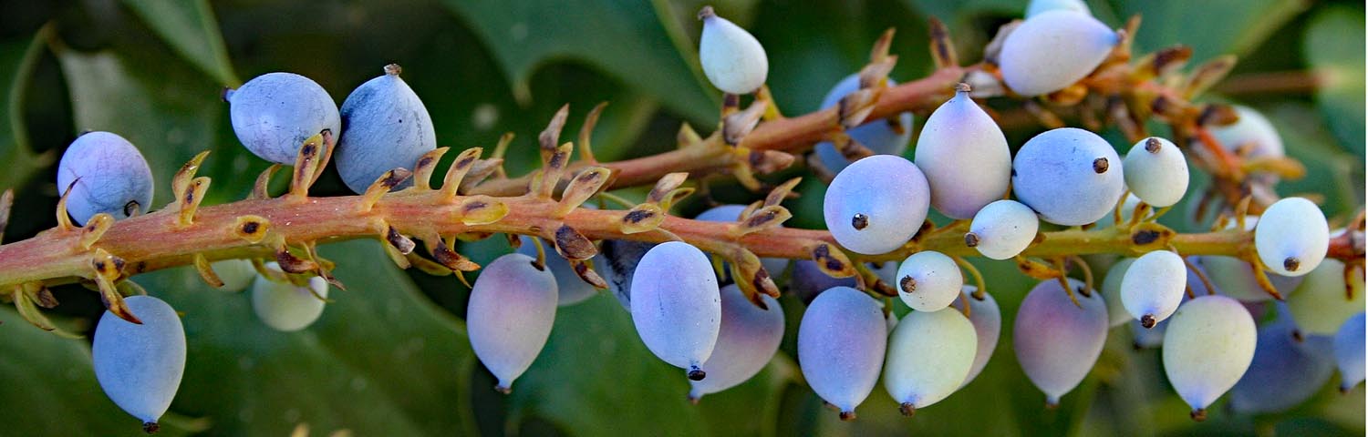 MAHONIA AQUIFOLIUM