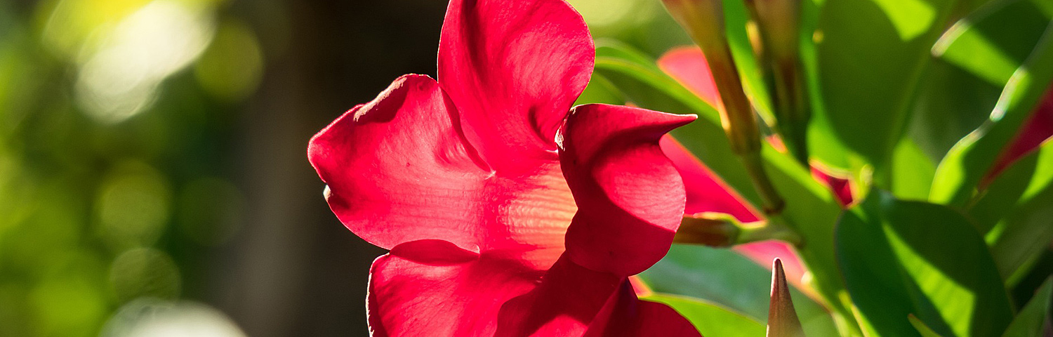 MANDEVILLA