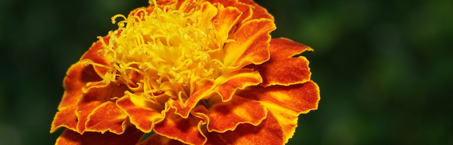 MARIGOLD