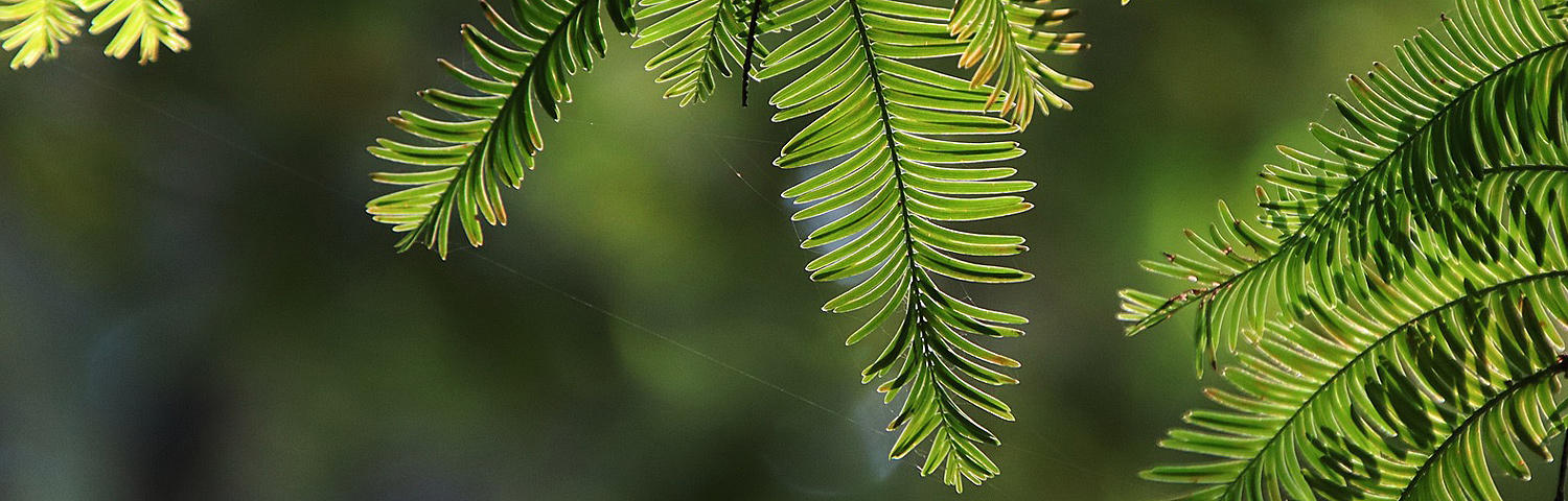 METASEQUOIA