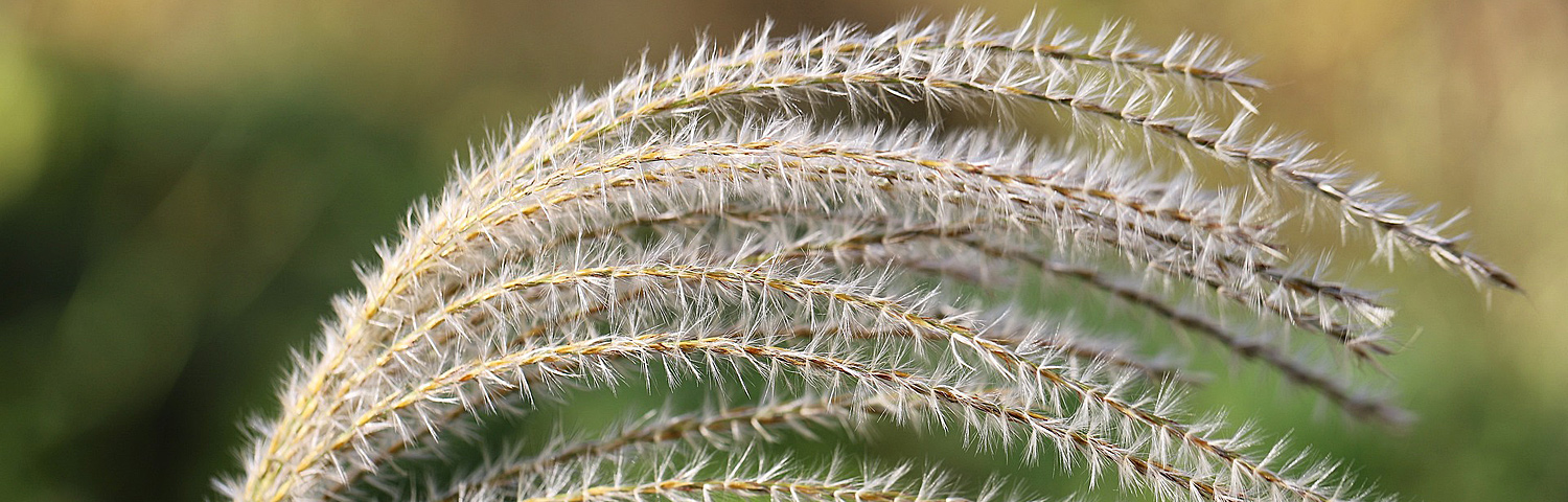 MISCANTHUS SIN GOLD BREEZE